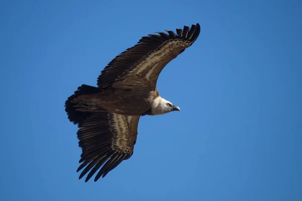 stock image Griffon vulture from Projecte Canyet in the Parc Natural dels Voltors, Alcoy