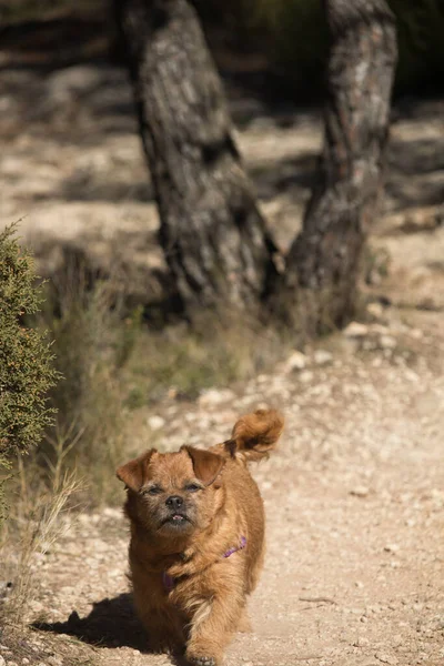 我的狗Nami在一条泥泞的路上 从西班牙的禁酒令那里可以到达Alt Les Pedreres — 图库照片