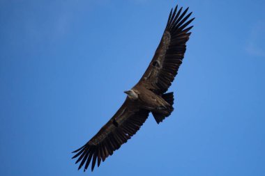 Gyps fulvus aşağıdan Parc Natural Voltors, Alcoy 'da kanatları tamamen açık görünüyor.