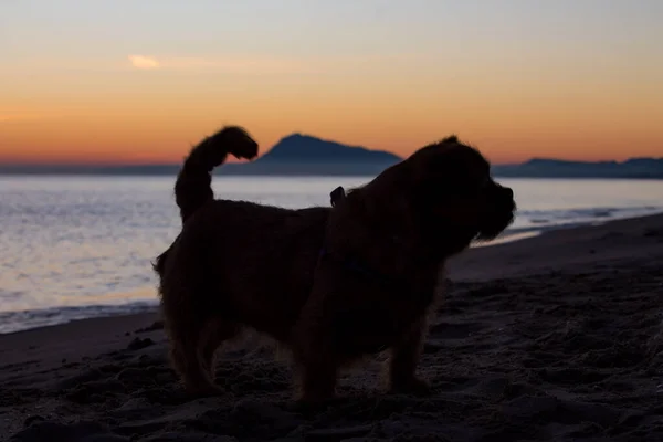 Silhouette Meines Hundes Nami Beim Gassigehen Strand Von Miramar Bei — Stockfoto