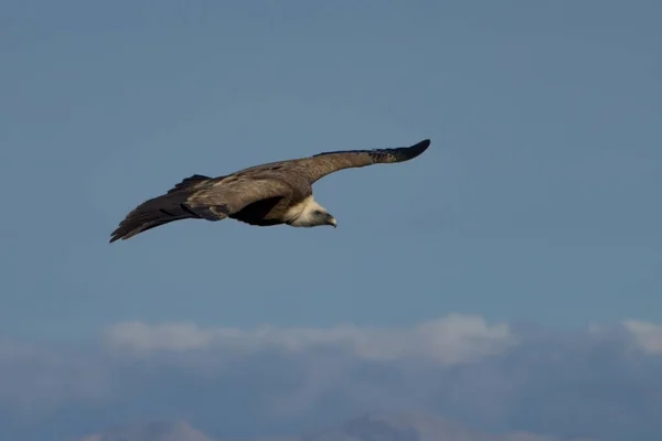 Minimalistic Shot Griffon Vulture Spread Wings Flying Clouds — Stock Photo, Image