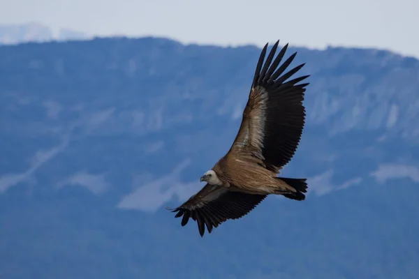 格里芬秃鹫 有伸展的翅膀 背景是酒精中毒的拉塞雷塔 — 图库照片
