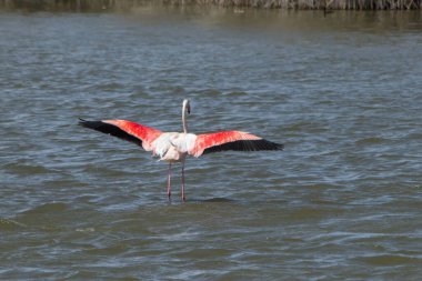 İspanya 'nın El Hondo Doğal Parkı' nın sularına inerken kanatları açık daha büyük flamingo.