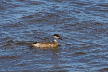 İspanya 'daki El Hondo Doğal Parkı' nın sularında Netta Rufina adında bir kadın.