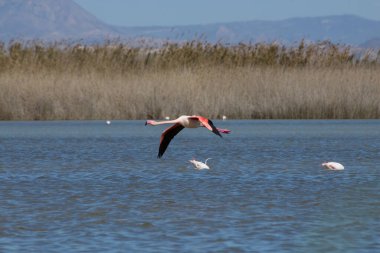 Phoenicopterus gülü, İspanya 'nın Crevillente ve Elche kentlerindeki El Hondo Doğal Parkı' nın su manzarasında uçuyor.