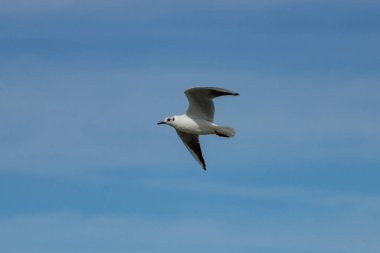 Chroicocephalus ridibundus arka planda bulutlu gökyüzü ile uçuyor El Hondo Doğal Parkı, İspanya