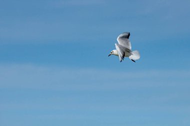 Gull Chroicocephalus ridibundus İspanya Crevillente Elche 'deki El Hondo Doğal Parkı' nın mavi gökyüzünde uçuyor. Duvar kâğıdı için mükemmel atış.