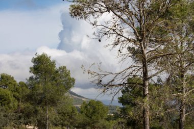 Kümülüs bulutları ve ön planda İspanya 'nın San Antonio de Alcoy bölgesinden bir çam ağacı olan manzara.