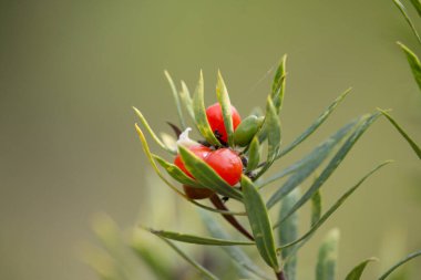 Daphne gnidium türünden yapraklı kırmızı böğürtlen makrosu.