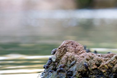 Nehir salyangozlu gözenekli kaya (Pachychilus indiorum) ve İspanya 'nın Sellent nehrindeki suyun bokeh' i olarak telaffuz edilir.