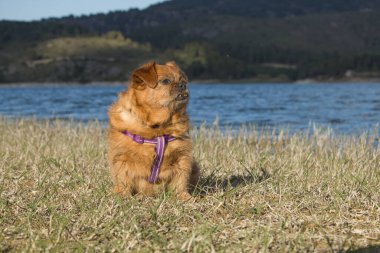 Köpeğim Nami, İspanya 'nın Pantano de Beniarres şehrinde poz veriyor.