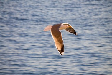 Larus Argentatus (Avrupa ringa martı) Akdeniz sularında uçarken bir kanadında güneşin yansımaları, Calpe 'deki Peon de Ifach' tan alınan fotoğraf