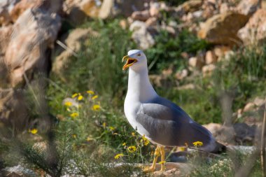 Martı Larus argentatus (Avrupa ringa martısı) sarı çiçekler ve açık gagasıyla Calpe 'deki Peon de Ifach kayasına tünemiş çığlık atarken