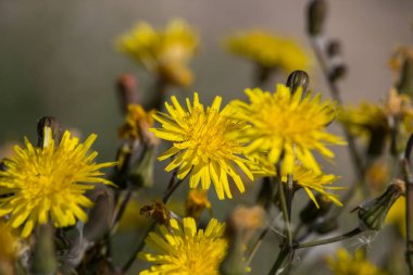 Sonchus arvensis bitkisinin çiçek ve tomurcukları.