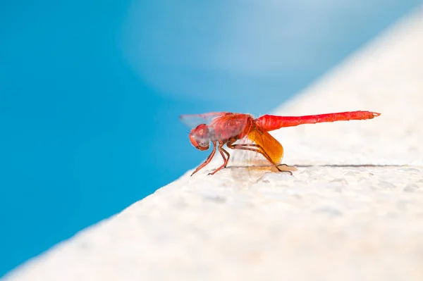 Dragonfly Trithemis Kirbyi Met Bokeh Diagonale Rand Van Een Zwembad — Stockfoto