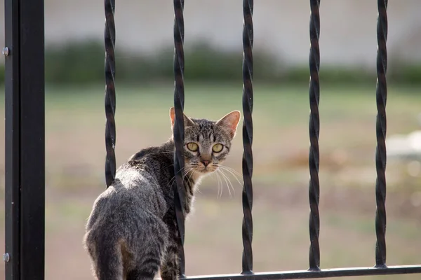 Stray cat crossing wrought iron gate looking back