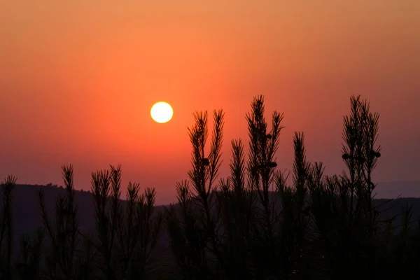 Orangefarbener Sonnenuntergang Mit Der Silhouette Einer Kiefer Vordergrund Sierra Mariola — Stockfoto