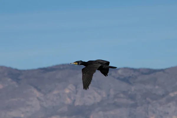 Kormorán Repül Hondo Természeti Park Háttérben Táj Sierra Crevillente Spanyolország — Stock Fotó