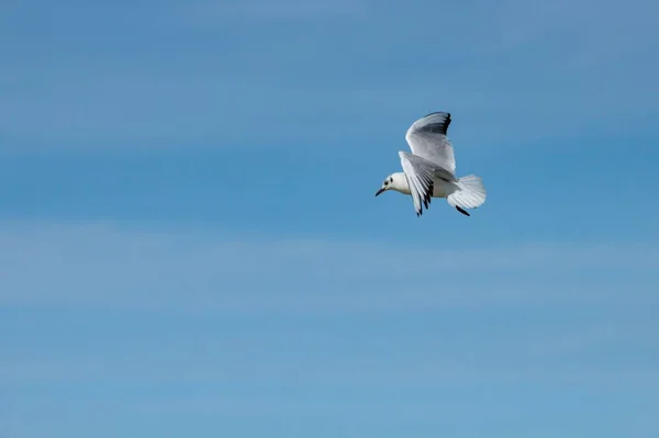 Gull Chroicocephalus Ridibundus Flying Blue Sky Hondo Natural Park Crevillente — Stock Photo, Image