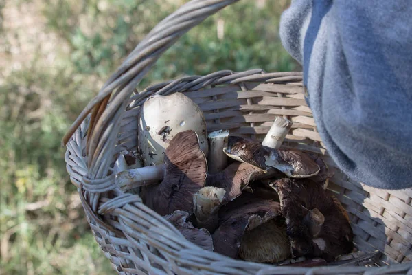 Hasat sırasında sepette yenilebilir mantarlar.