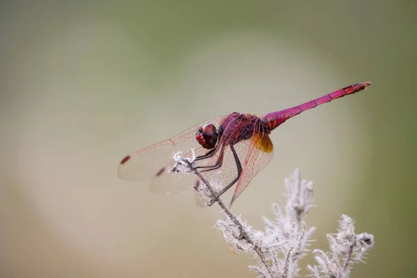 Rote Libelle Mit Herzförmigem Bokeh Hintergrund — Stockfoto