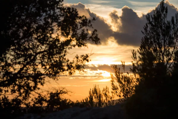 Sonnenuntergang Mit Einer Silhouette Von Kiefern Und Der Von Wolken — Stockfoto