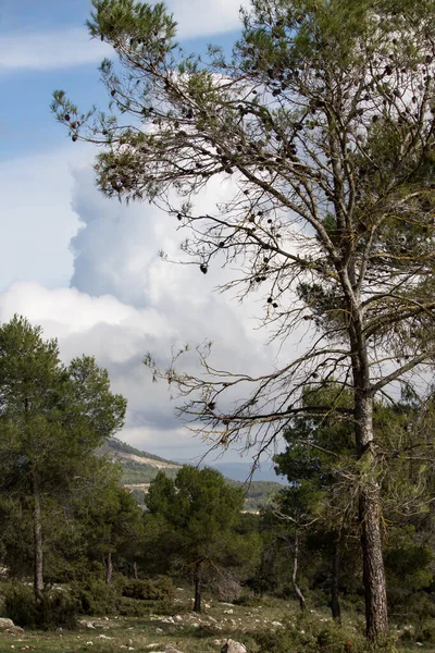Landschap Met Cumulus Wolken Een Dennenboom Voorgrond Uit Het Gebied — Stockfoto