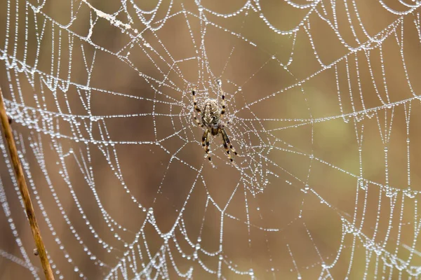 Spider Araneus Diadematus Con Sua Tela Piena Gocce Pioggia — Foto Stock