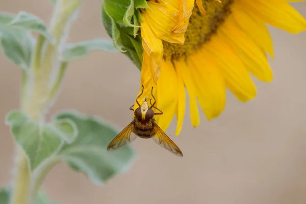 Sunflower with bee fly Volucella zonaria