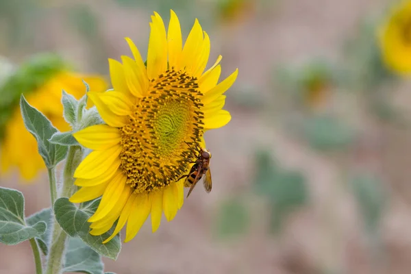Sunflower with bee fly Milesia