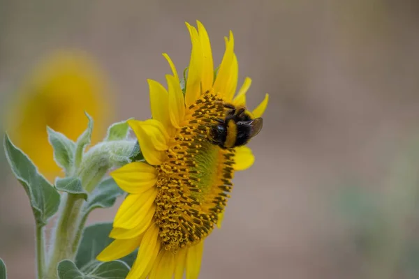 Bombus Bee Pollinating Sunflower — Stock Photo, Image