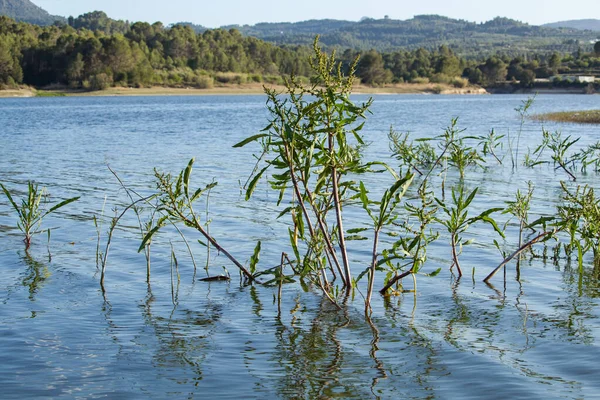 Paisagem Pântano Beniarrs Com Ervas Daninhas Primeiro Plano Dentro Água — Fotografia de Stock