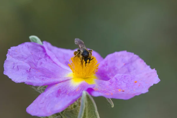 Halictus Rubicundus Bee Samla Pollen Cistus Blomma — Stockfoto