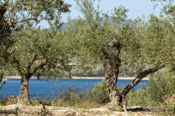 Composition of olive trees with blue water in the Beniarrs reservoir