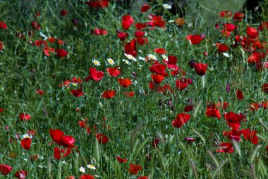 Gelincikler, papatyalar ve bahardaki yeşil otlar.