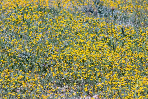 Zemědělské Pole Plné Malých Rostlin Malých Žlutých Jarních Květin — Stock fotografie
