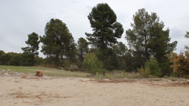 Моя Собака Нами Играет Шишкой Лесу Поляне Барчелле Алькой Испания — стоковое видео