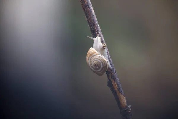 在一张照片中 蜗牛在被雨水淋湿的棍子上排便 带有明显的Bokeh 西班牙 — 图库照片
