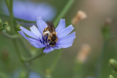 Andrena arısı hindiba çiçeğinden polen topluyor, Alcoy, İspanya