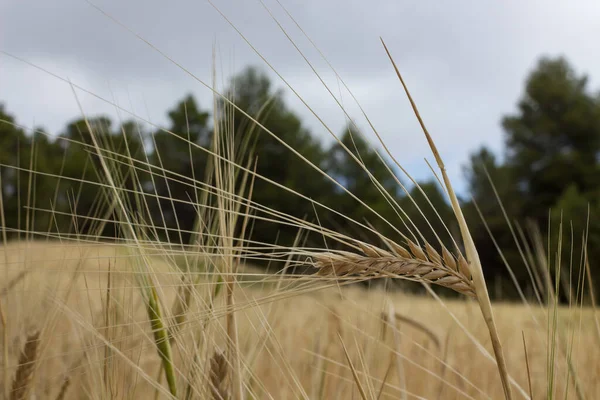 Nahaufnahme Einer Gerstenpflanze Mit Erntereifem Getreide Alcoy Spanien — Stockfoto