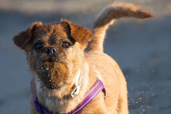 Mein Hund Nami Spielt Strand Mit Einem Posidonia Oceanica Ball — Stockfoto