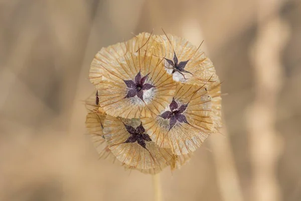 Lomelosia Stellata Květina Bokeh — Stock fotografie