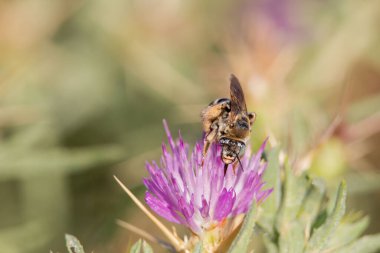 Arı Amegilla Quadrifasciata, İspanya 'nın Centaurea iberica kentinin çiçekleri üzerine polen topluyor.