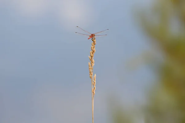 Минималистская Фотография Красной Стрекозы Траве Боке Лагуне Гаянес Испания — стоковое фото