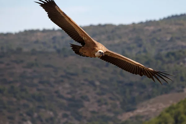 Griffon秃鹫飞越西班牙酒店业Sierra Mariola的森林 — 图库照片