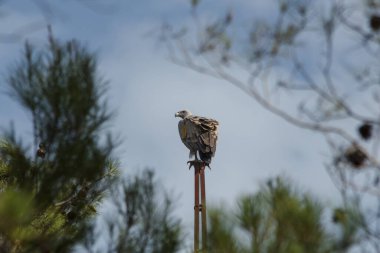 Çam dalları, Alcoy, İspanya çerçeveli eski ışık direğinde akbaba Griffon