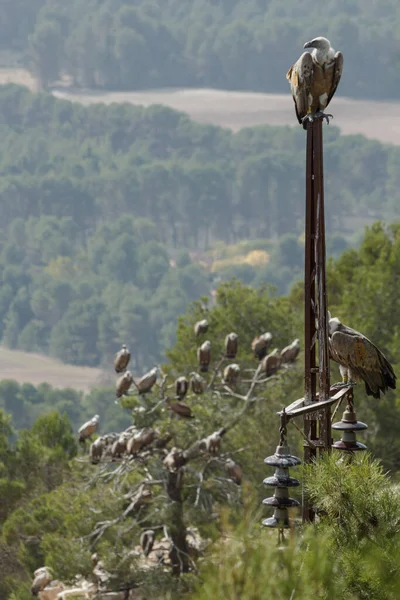 Abutres Antigo Poste Eletricidade Com Bokeh Bando Abutres Uma Árvore — Fotografia de Stock