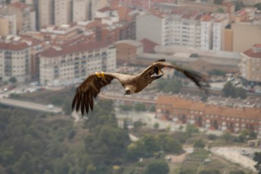 Alcoy, İspanya üzerinde uçan Gyp fulvus (Griffon Vulture)