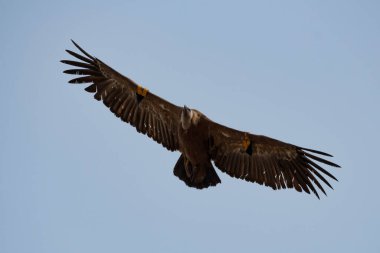 Gyps fulvus (Griffon Vulture) Alcoy, İspanya 'da açık kanatları ve mavi gökyüzü arka planıyla uçuyor