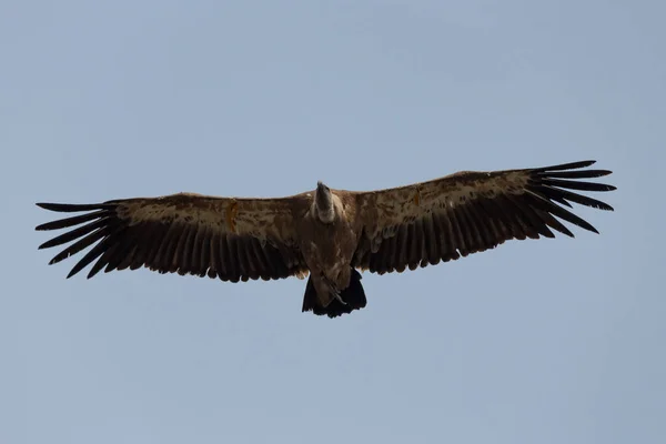 西班牙酒精中毒地区 格里芬秃鹫带着展开的翅膀和蓝天背景飞行着 — 图库照片